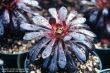 Aeonium 'Zwarzkop'